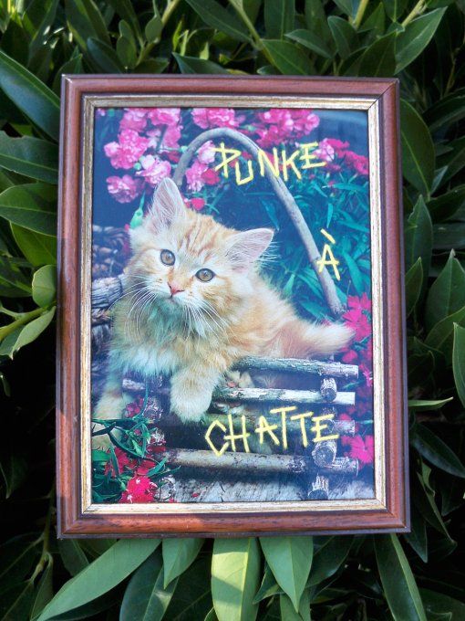 Broderie Punke à chatte