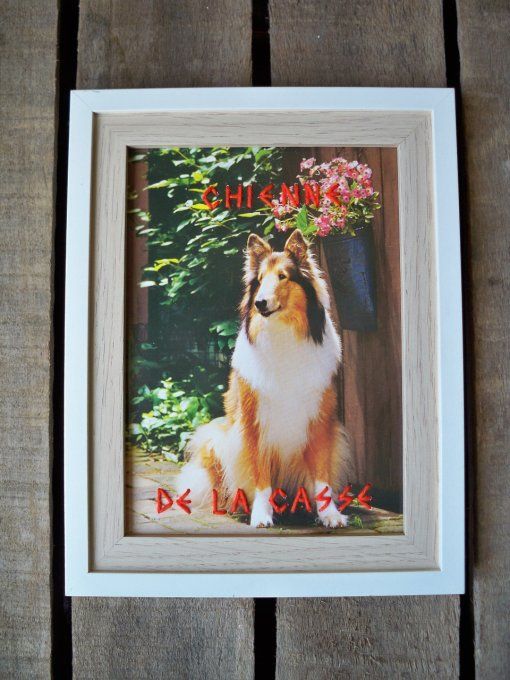 Broderie Chienne de la casse