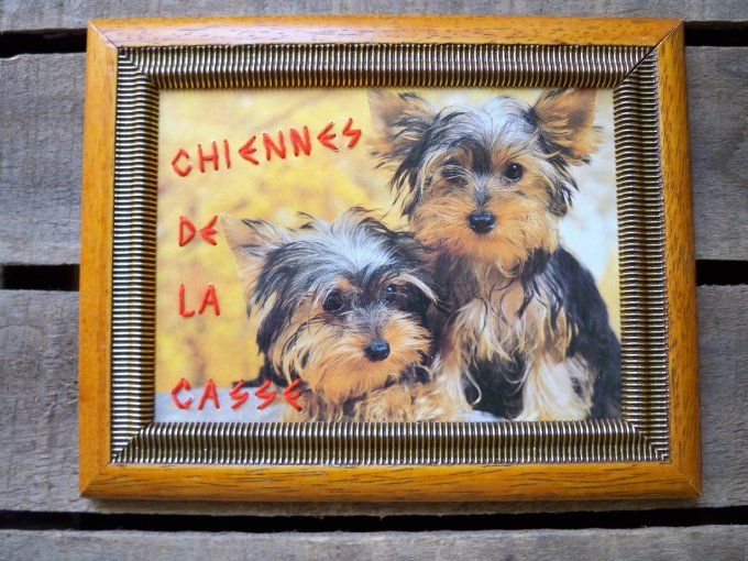 Broderie Chiennes de la casse