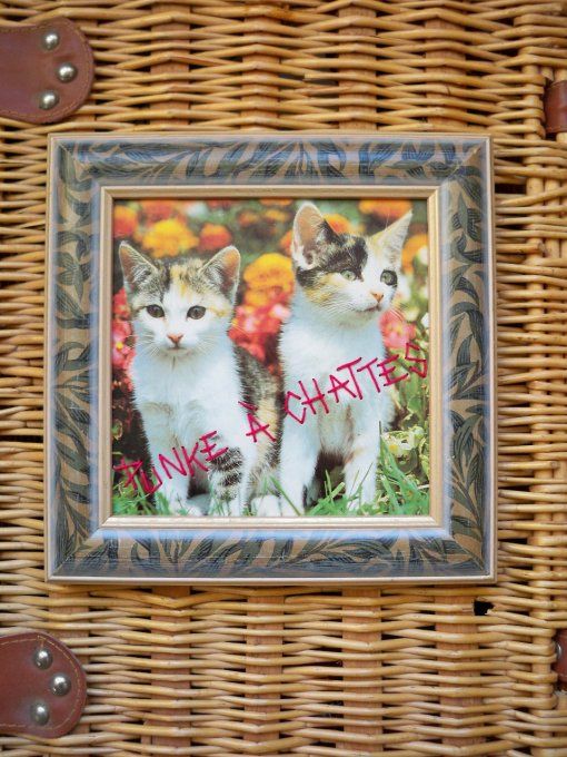 Broderie Punke à chattes